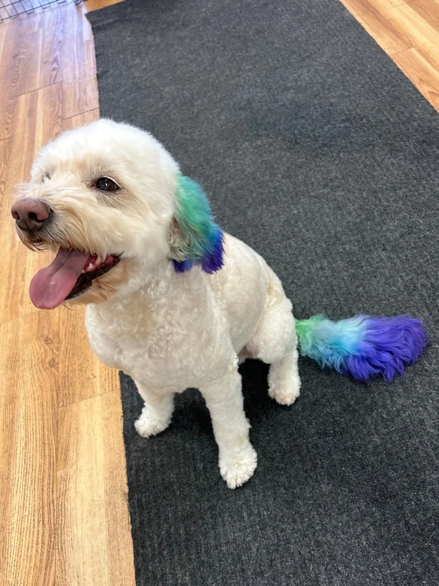 A white dog with pet-safe blue and green color on its ears and tail from creative grooming