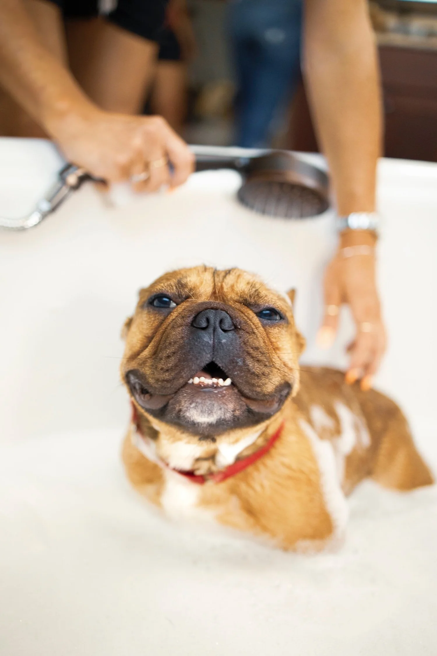 A French bulldog smiling during a bath