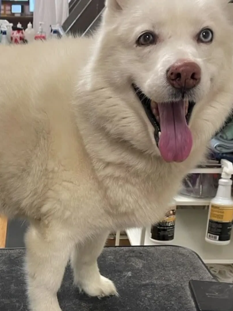 A happy white fluffy dog, freshly groomed, on the grooming table