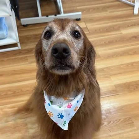 A senior golden retriever with a gray muzzle, wearing a paw-print bandana, sitting on the shop floor