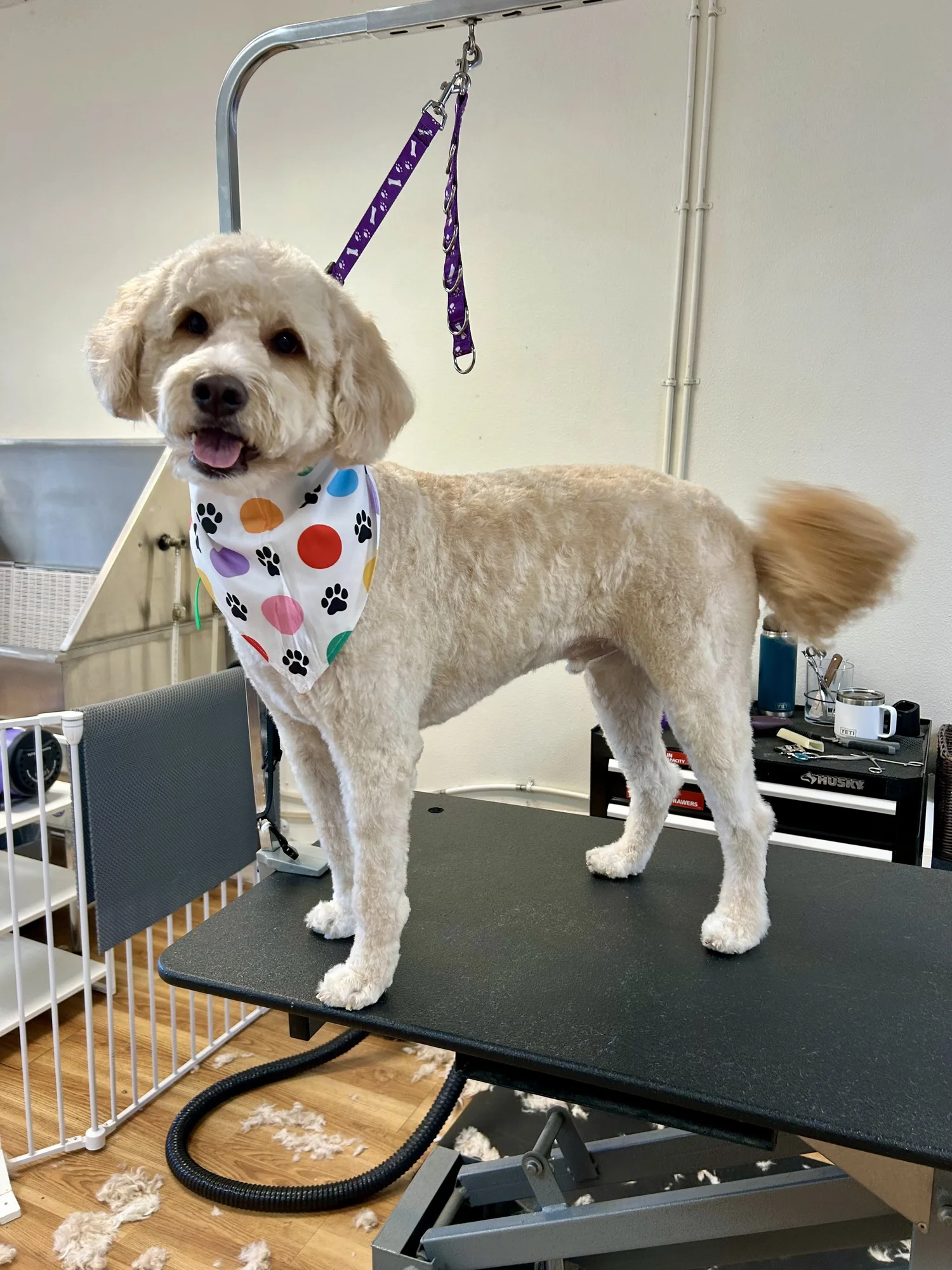 A freshly groomed cream doodle in a paw-print bandana standing on the grooming table