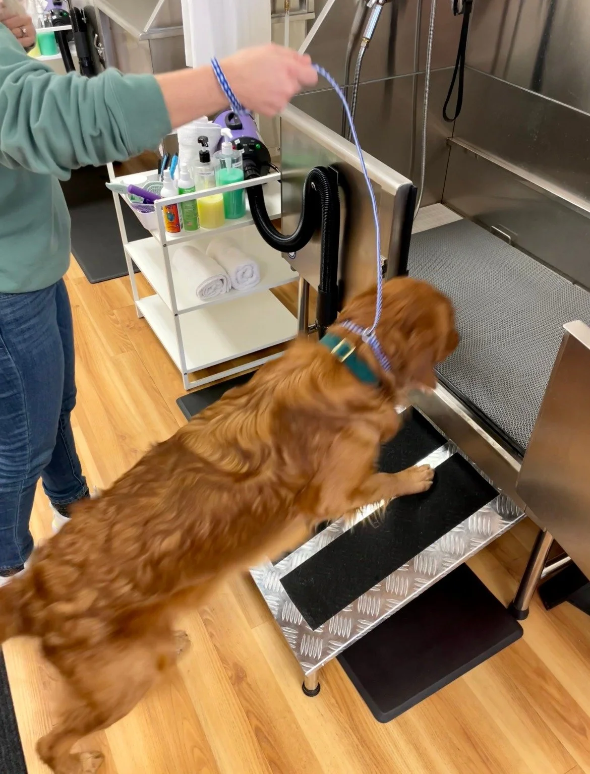 A dog climbing the ramp into a self-service wash tub