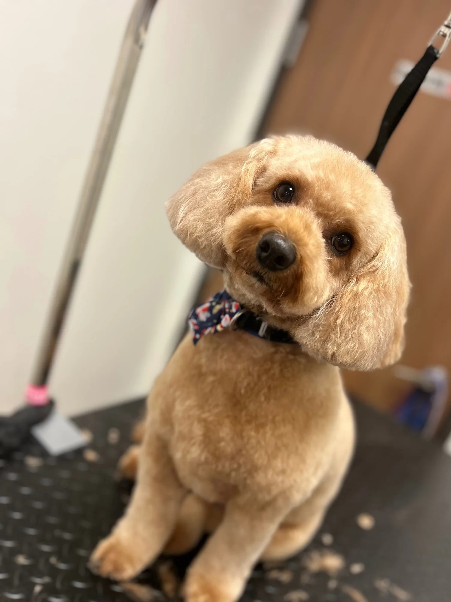 A tan poodle mix with a rounded teddy bear trim and a bow tie, tilting its head